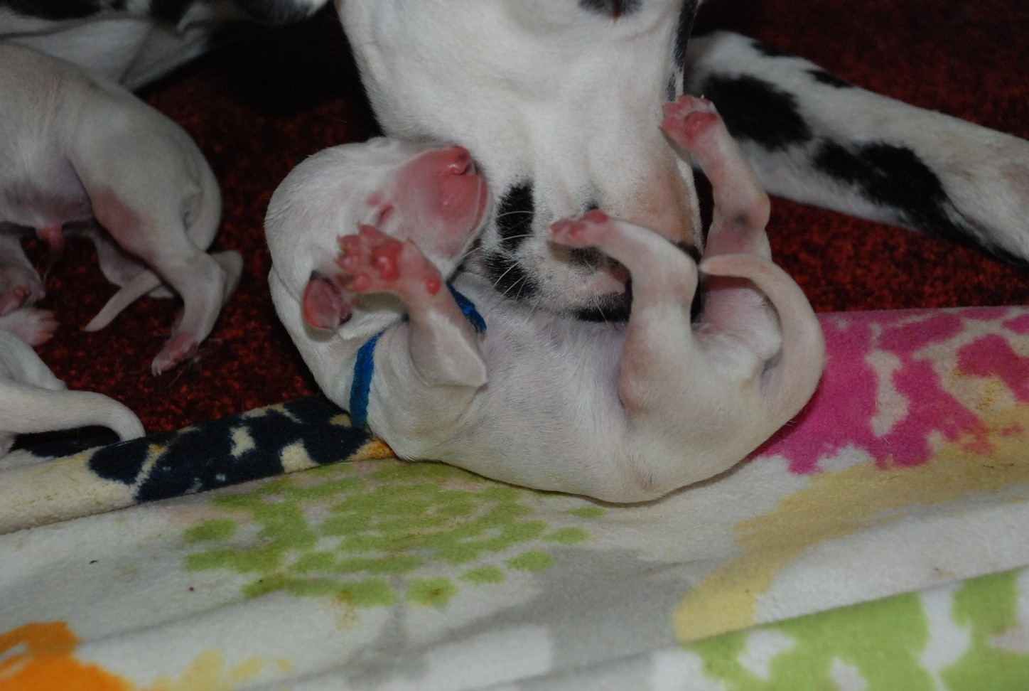 Frank Verschuiving Makkelijk te lezen De geboorte | Siamsa Dalmatische Honden